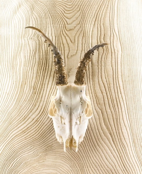 Photograph Louisa Parry Louisaparry_bones1 on One Eyeland